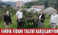 Üreticinin fındık fidanı talebini karşılanıyor