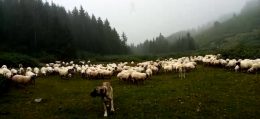 Çalıkoba Yaylası Koyunlar ve yağmur onları bekleyen çoban köpeği…
