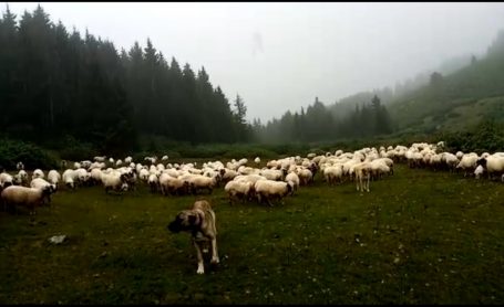 Çalıkoba Yaylası Koyunlar ve yağmur onları bekleyen çoban köpeği…